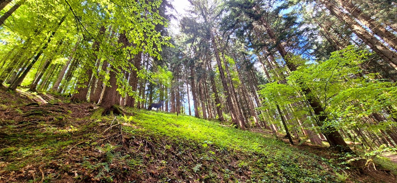 Almbad Huberspitz – Impression 2