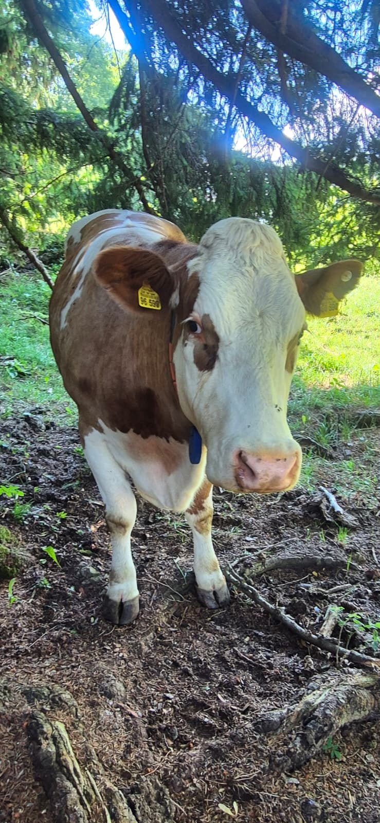 Leitzachtaler Bergblicke – Impression 4